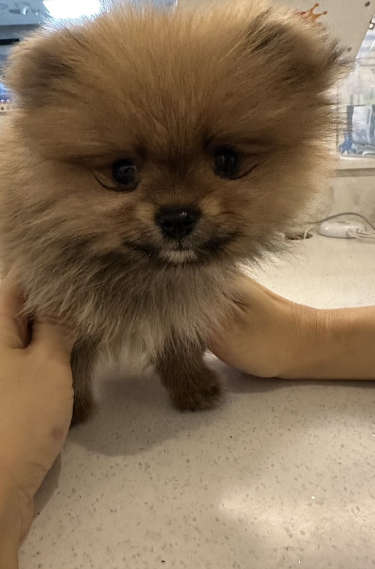해피7080라이브 이미지