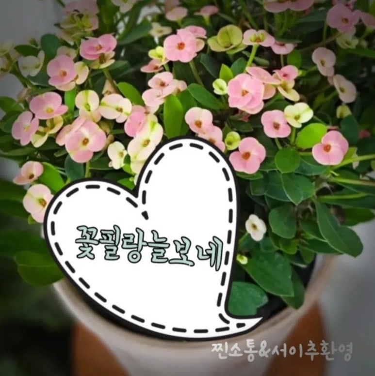 돼지대첩수원화서 이미지