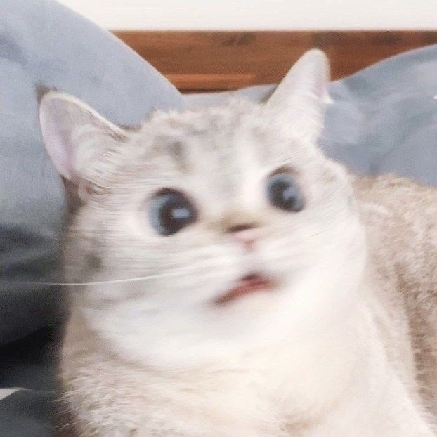 황금조개튼튼장어 이미지