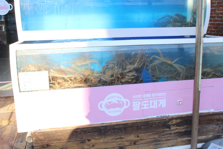 팔도대게 이미지
