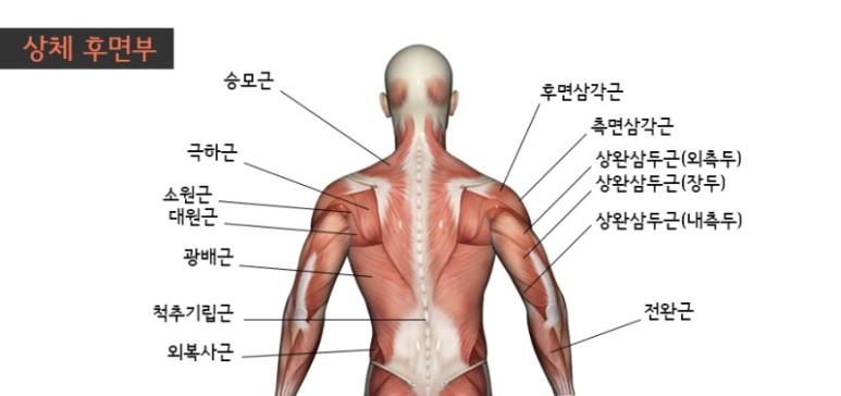 피티스미스 이미지