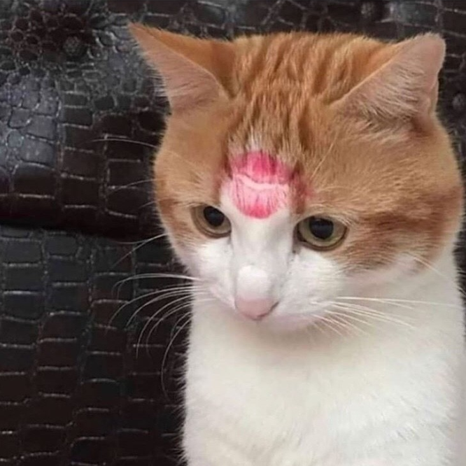 호크 이미지