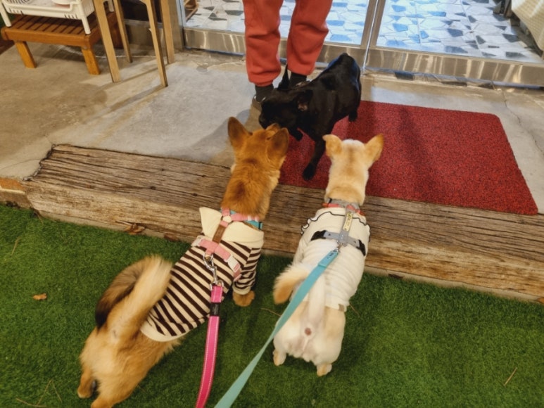 로그하우스 이미지