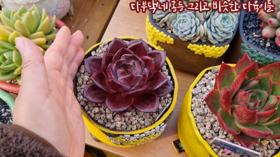 햇살닮은다육 이미지