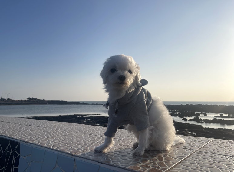 카페라레온다 이미지