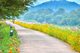 꽃길만걸어요 이미지