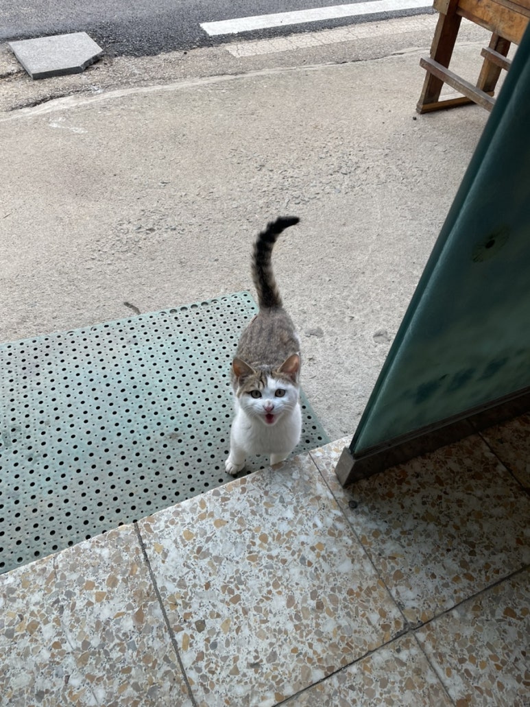 미원 손두부 보리밥 이미지