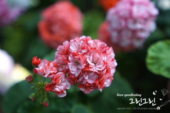 러블리수 이미지