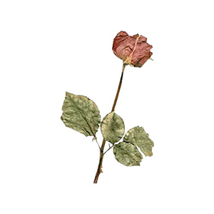 쿠도스커피로스터즈 이미지