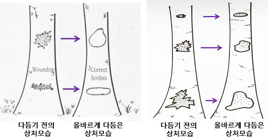지식나무 이미지