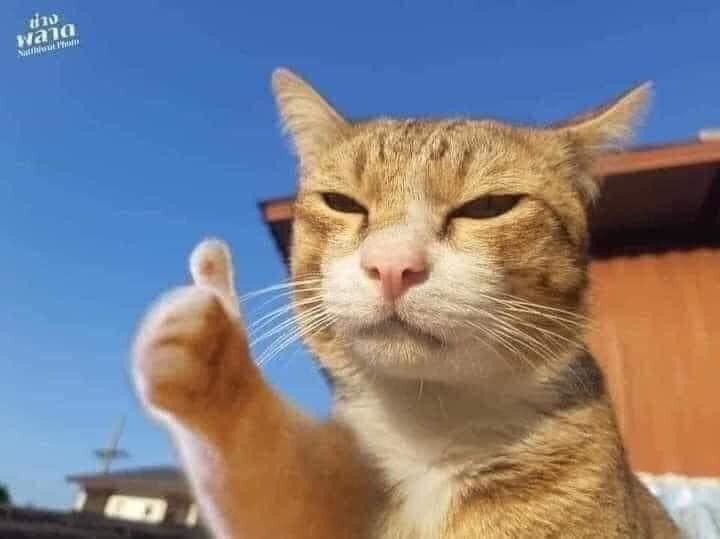 닭집애 이미지