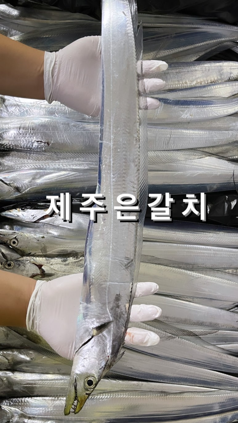 제주수산어벤져스 이미지