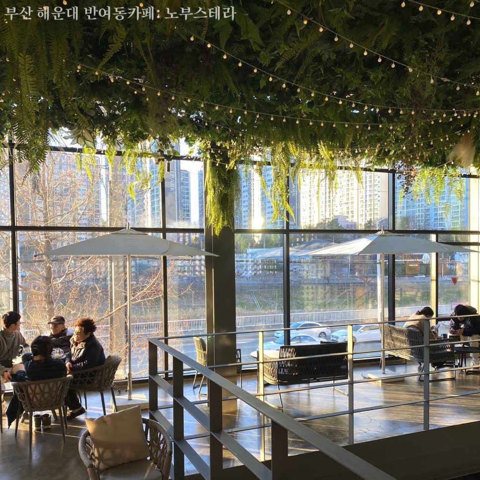 노부스테라 이미지
