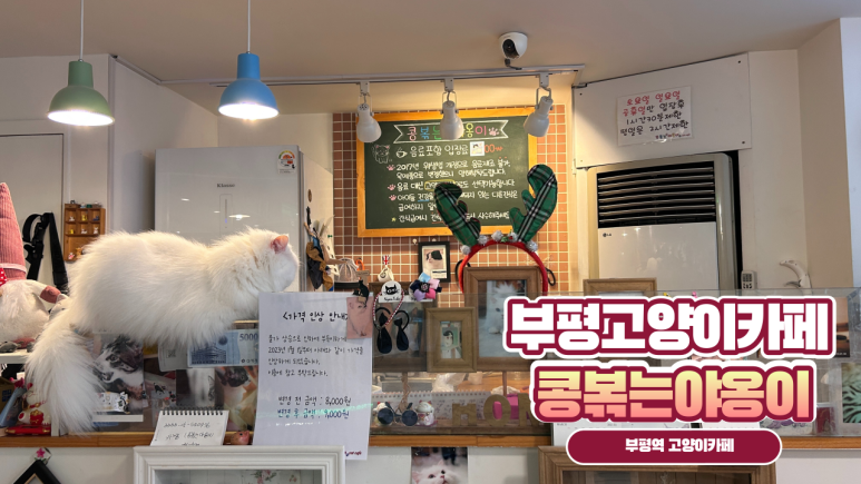콩볶는야옹이 이미지