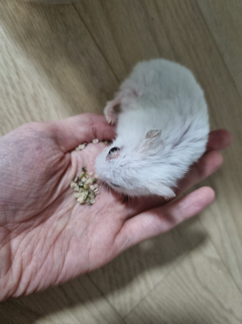 ㅓㅚ 이미지