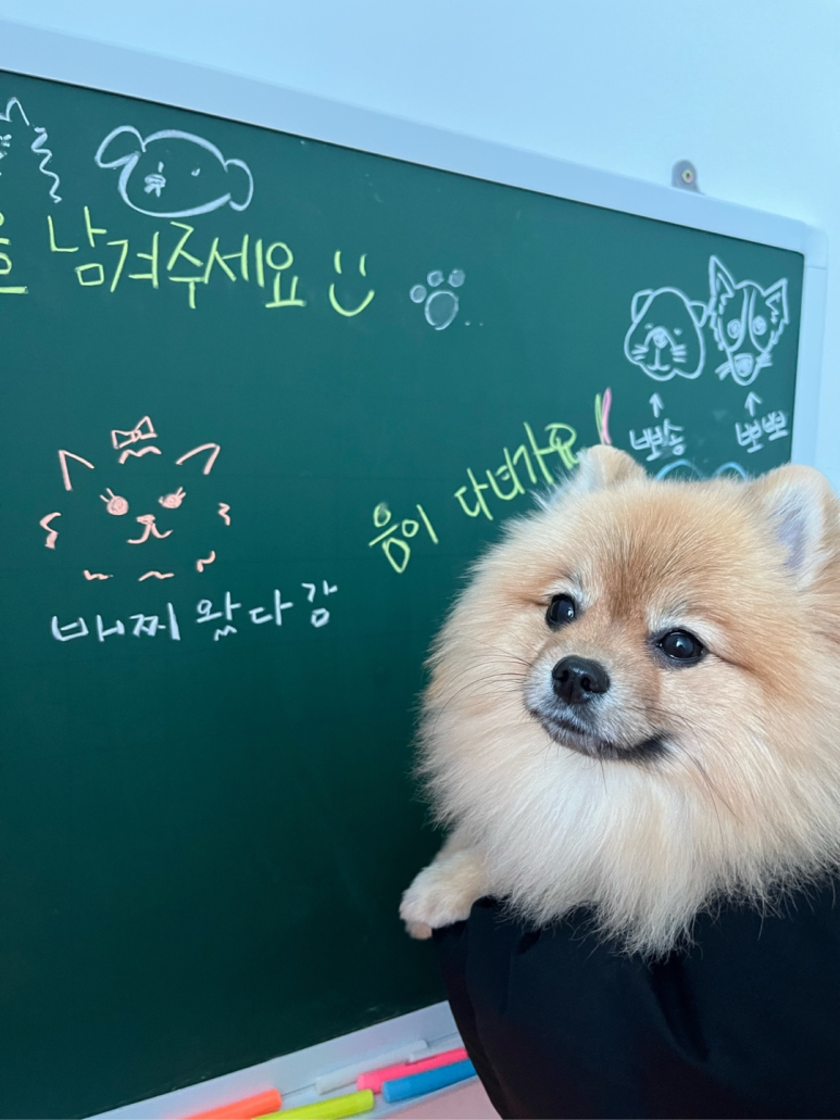 설악애견 이미지
