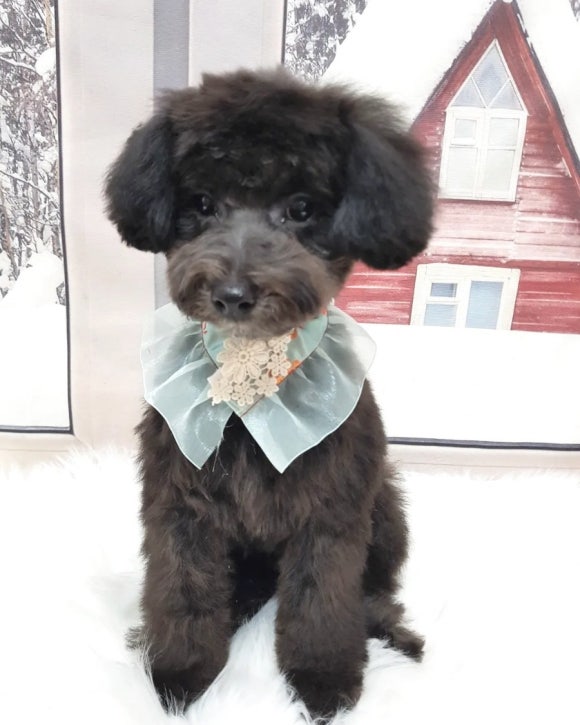 예쁘댕 이미지