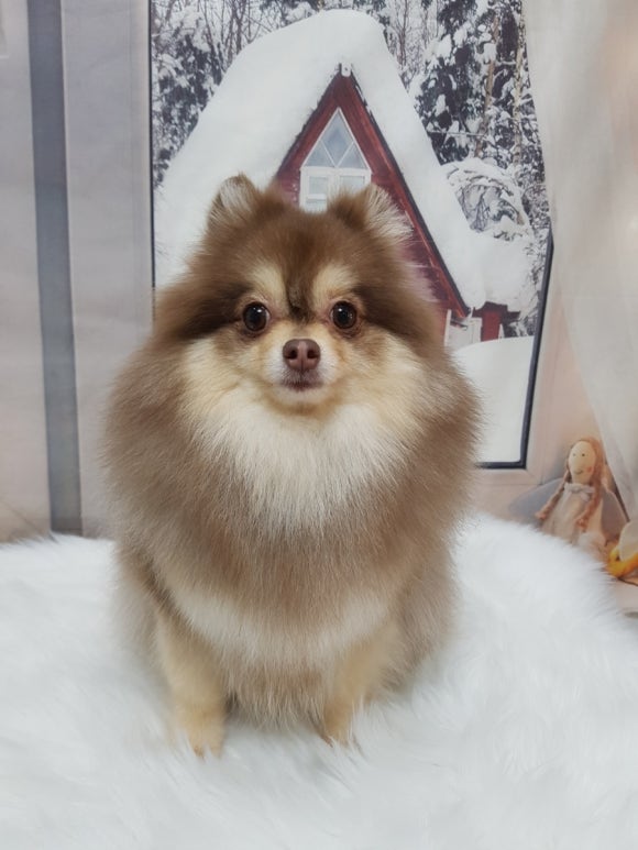 예쁘댕 이미지