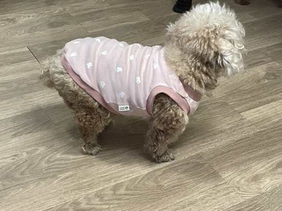 리윗독 이미지