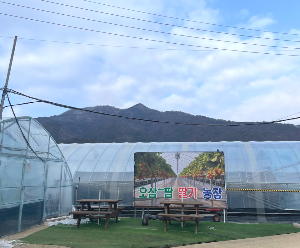 오삼~팜 이미지