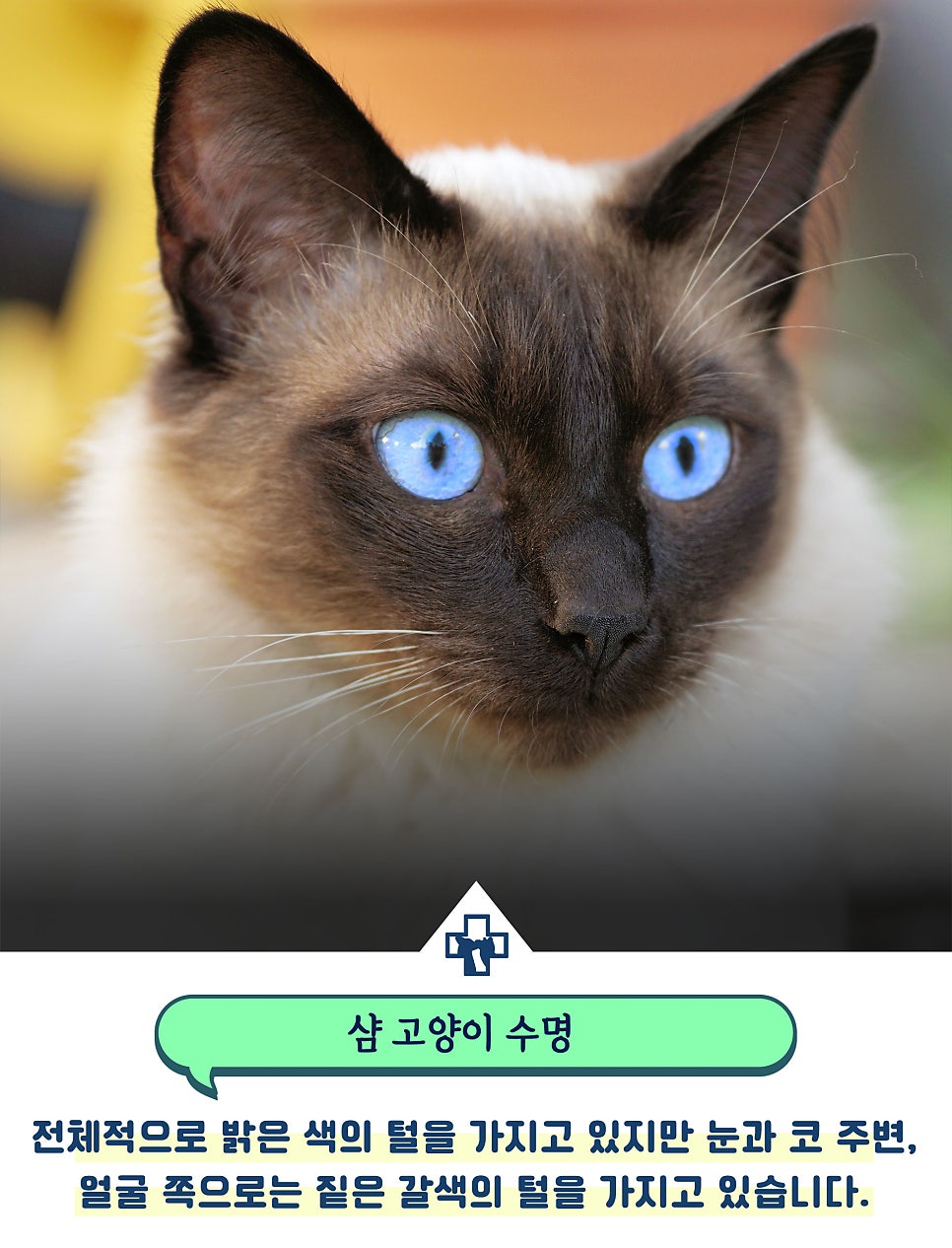 코네이스 이미지