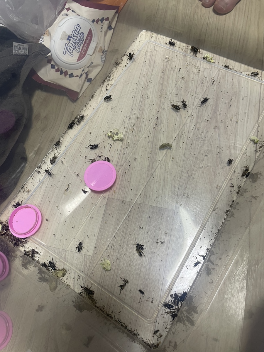 153팜 이미지