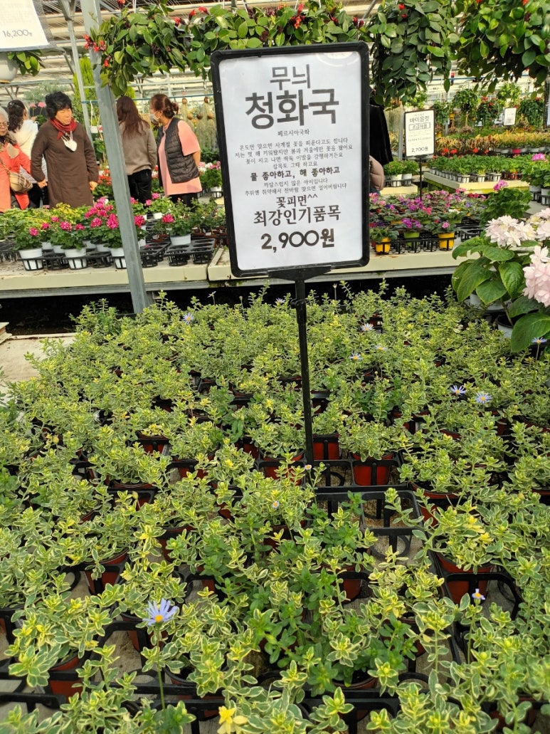 오나플라워 이미지