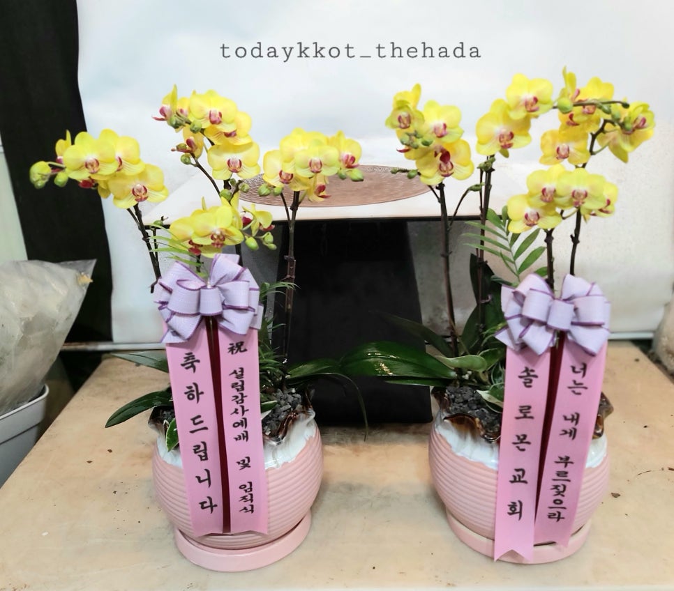 꽃난화 이미지