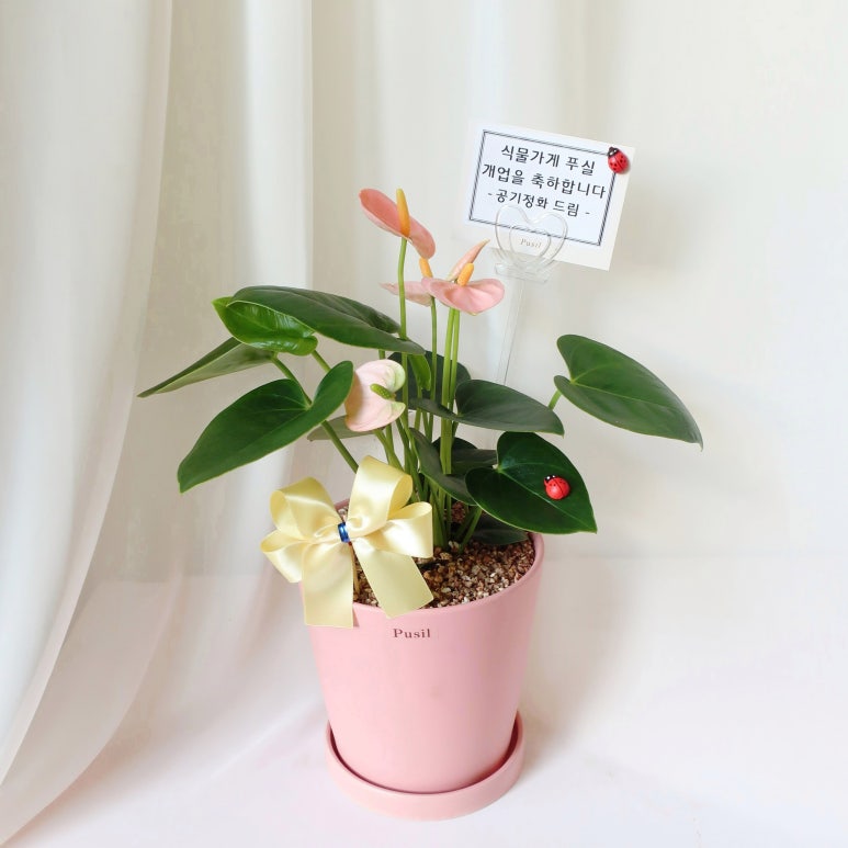 황금다육이와선인장 이미지
