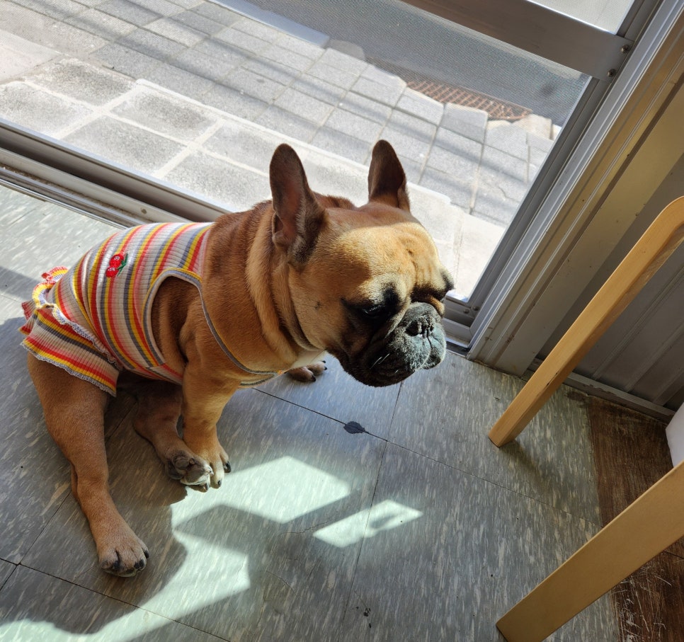 피브밀카페 이미지