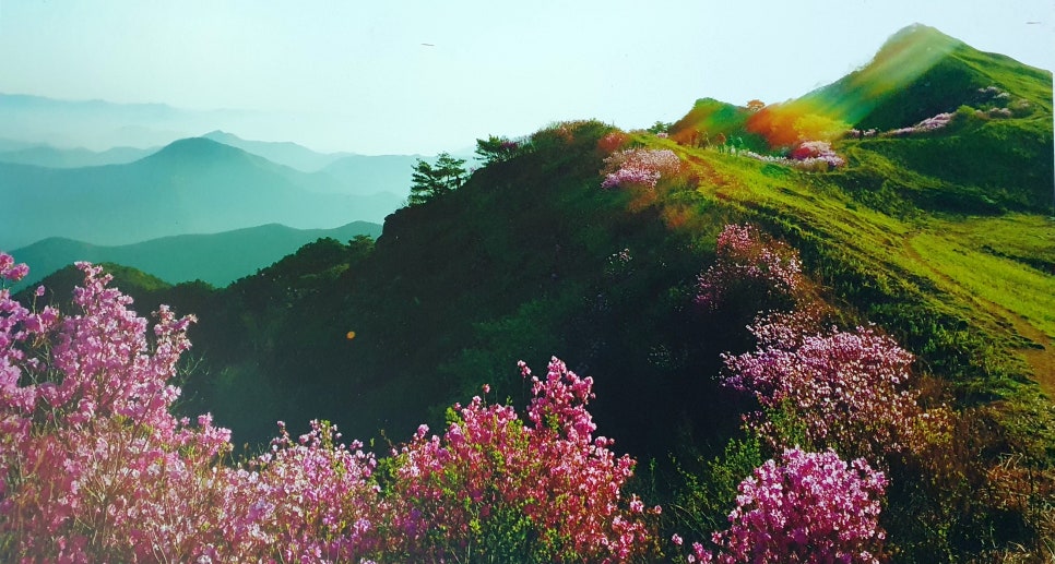 화왕산자연휴양림야영장 이미지