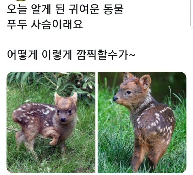 미니미 이미지