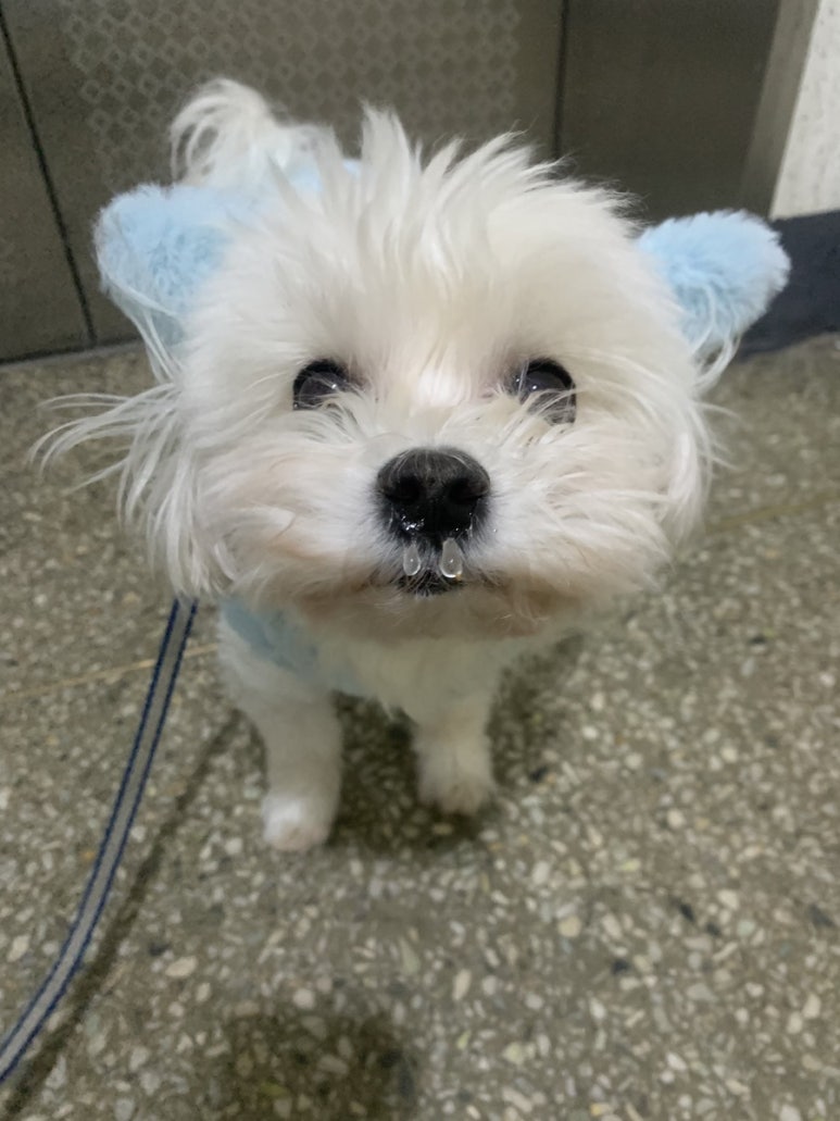 데스파시오 이미지