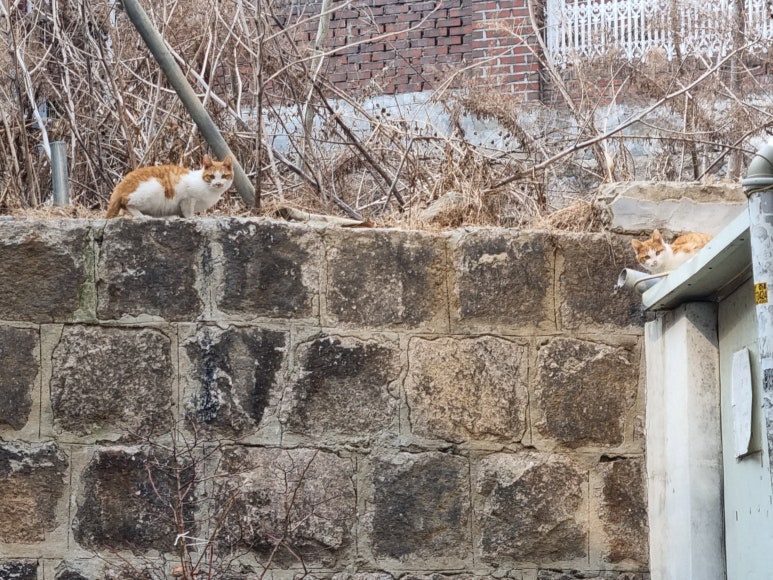이디야커피용산청파점 이미지