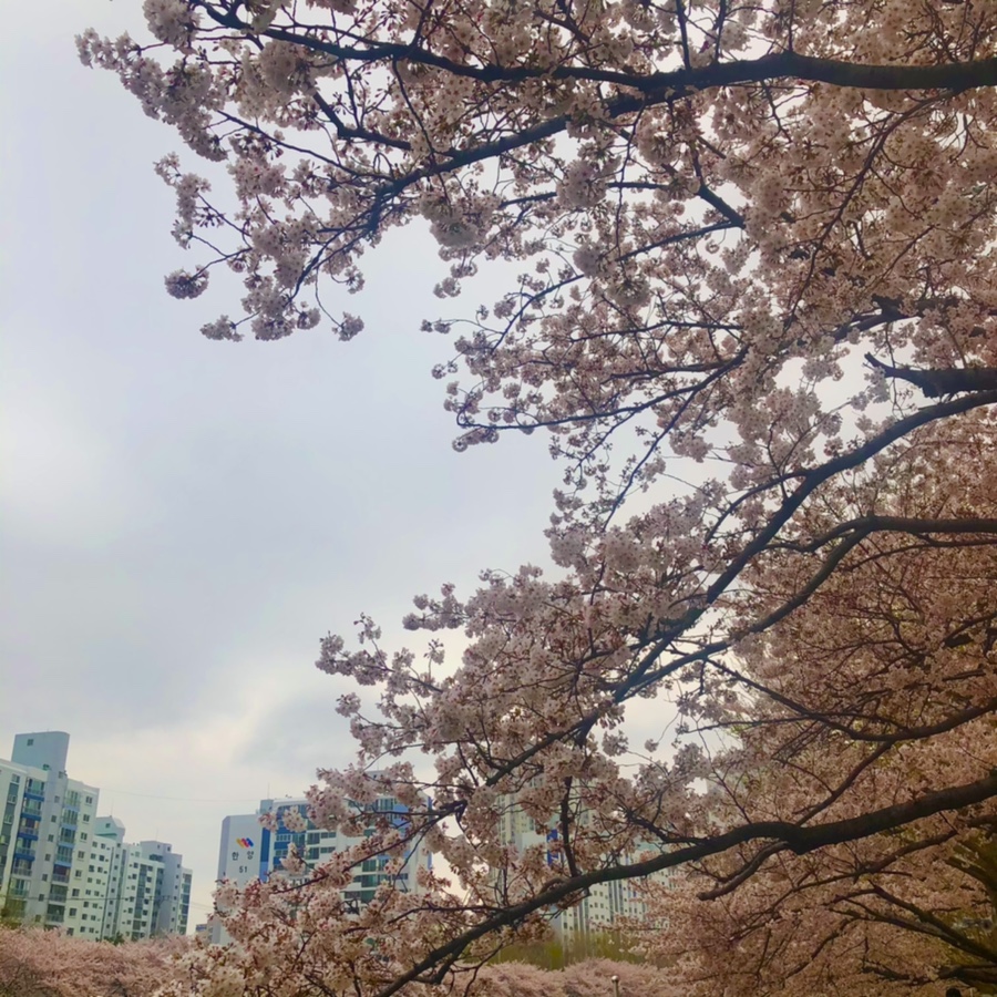 후지우동 이미지