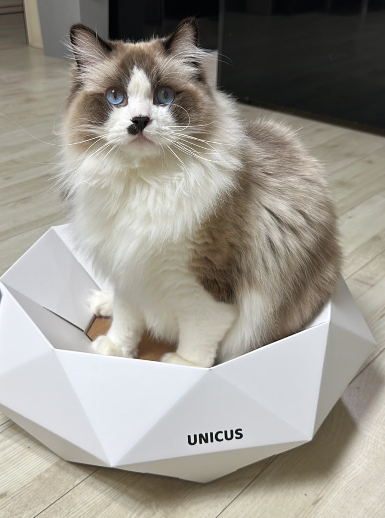 우니쿠스 이미지