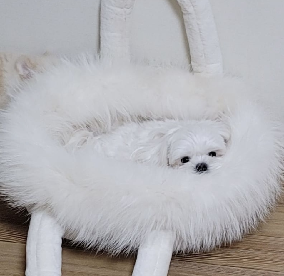 까만콩 이미지