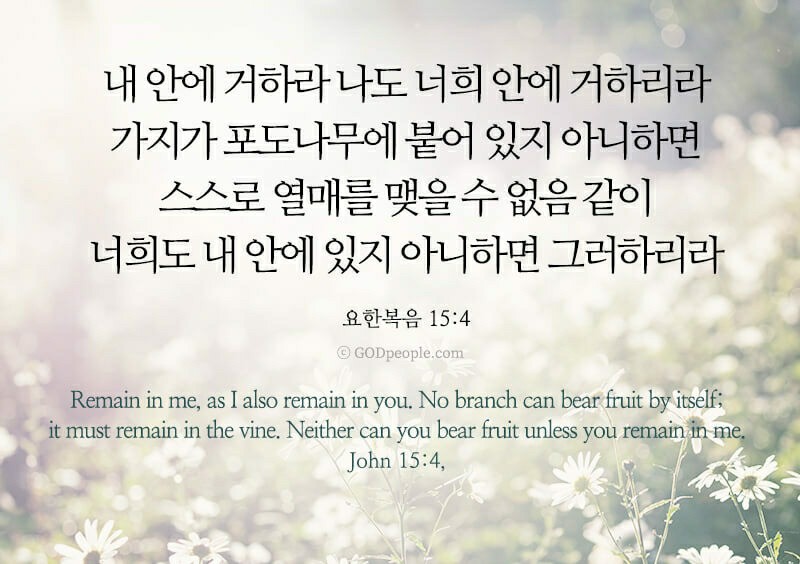 포도나무365 이미지