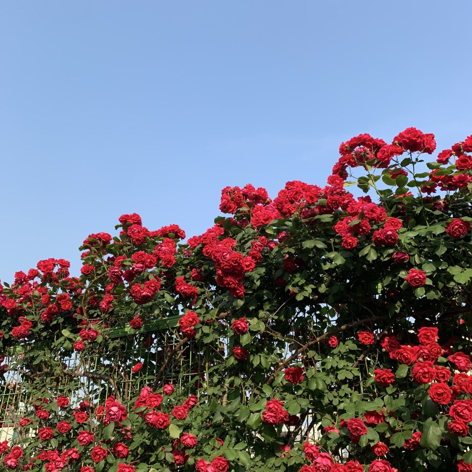 강남화원 이미지