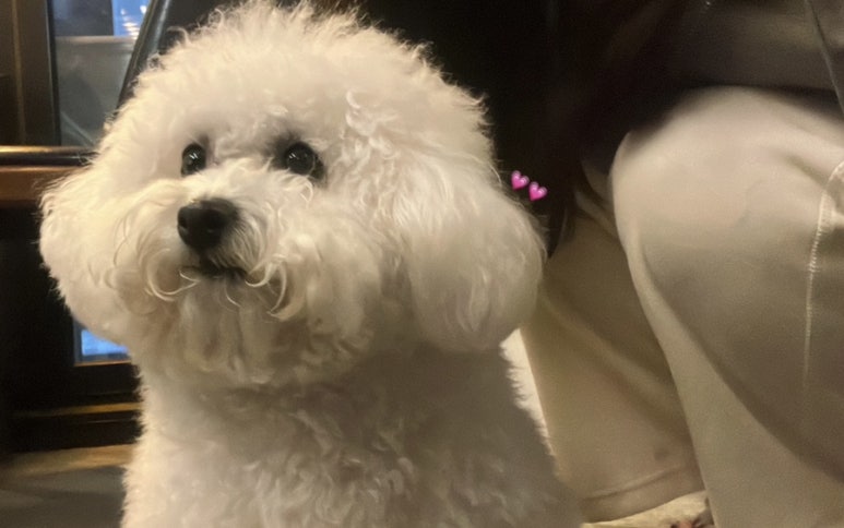 카페니치어은점 이미지