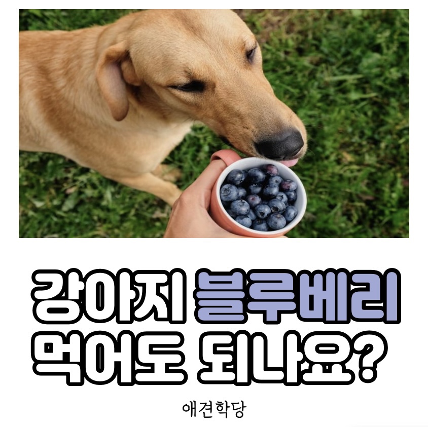 애견학당펫푸드전문학원 이미지