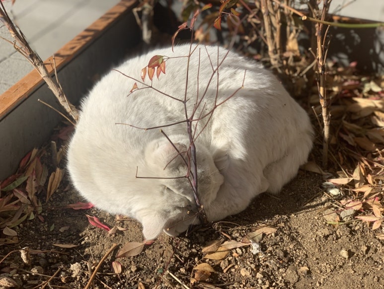 핫바코너 이미지
