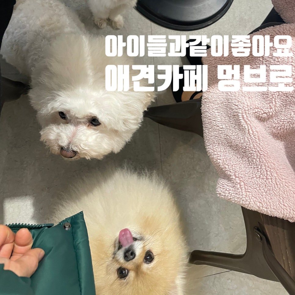 멍브로 이미지