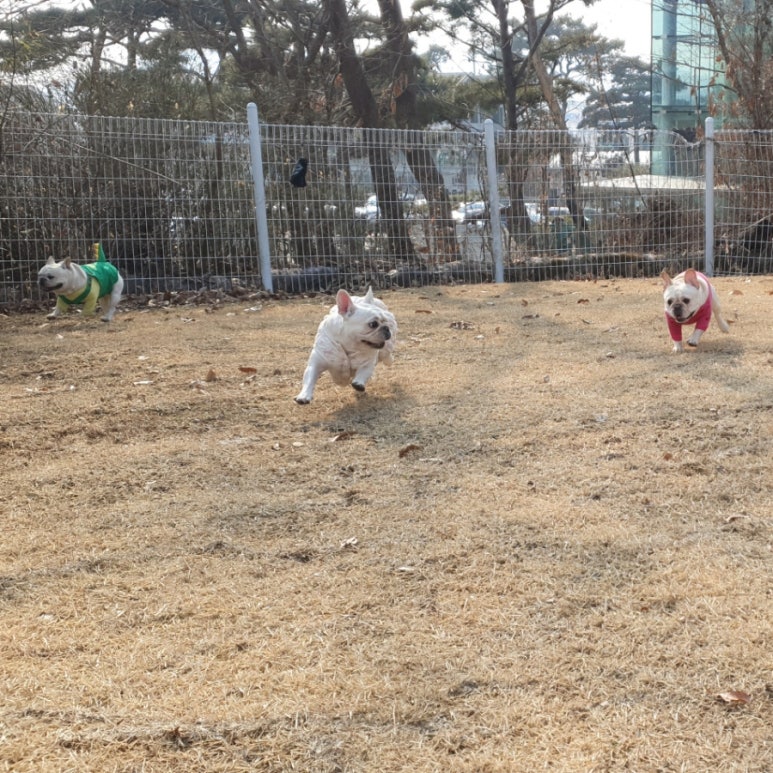흐노니 이미지
