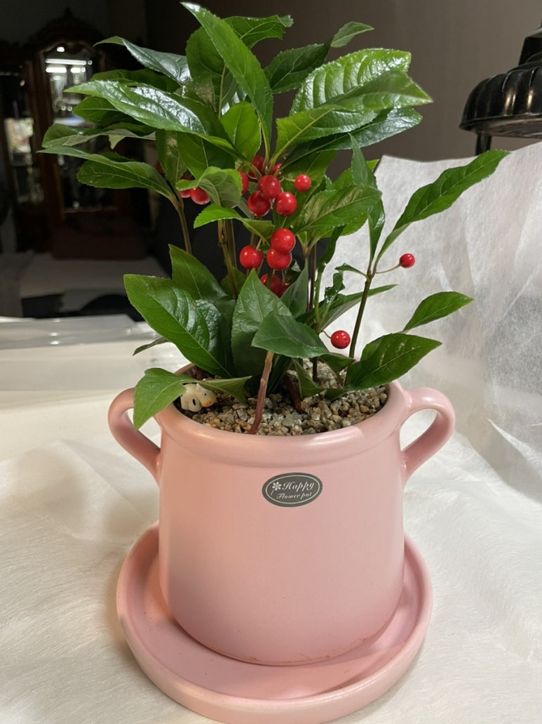 연진화분 이미지