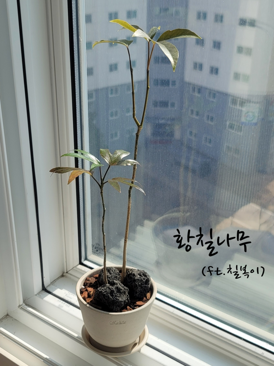 인센스가든 이미지