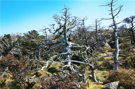 지리산큰나무 이미지