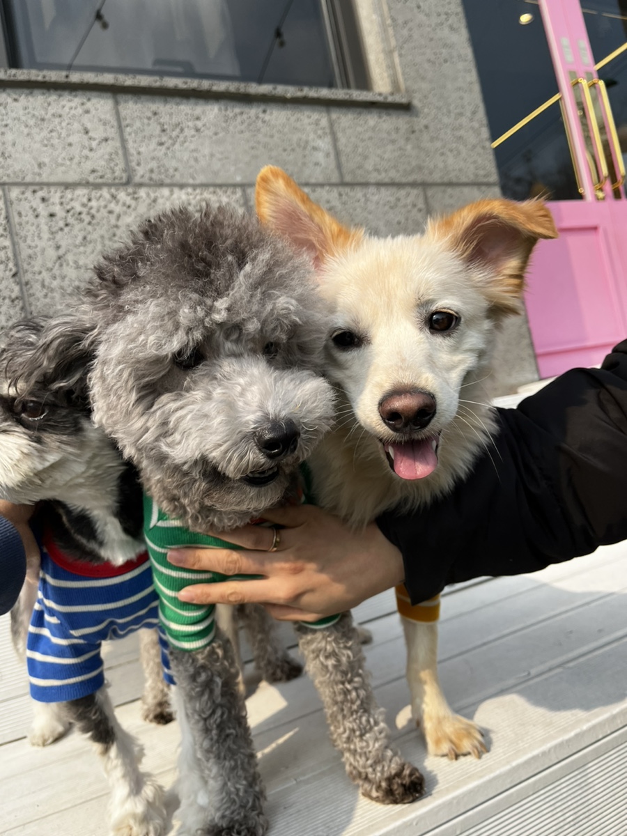 로제몽 이미지