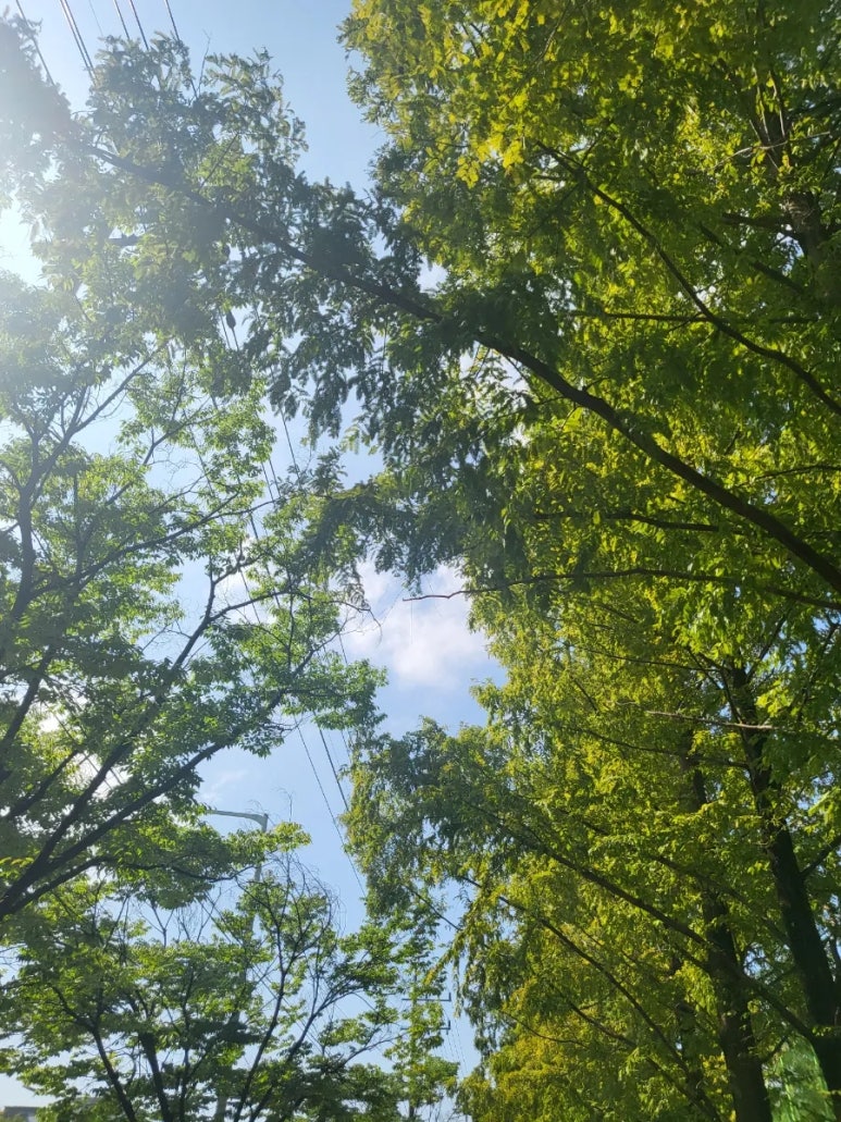 더 커먼(the common) 이미지