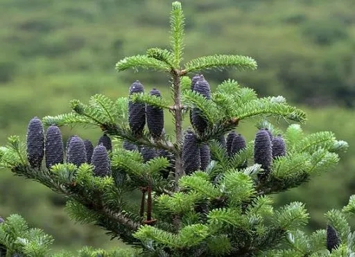 지리산큰나무 이미지